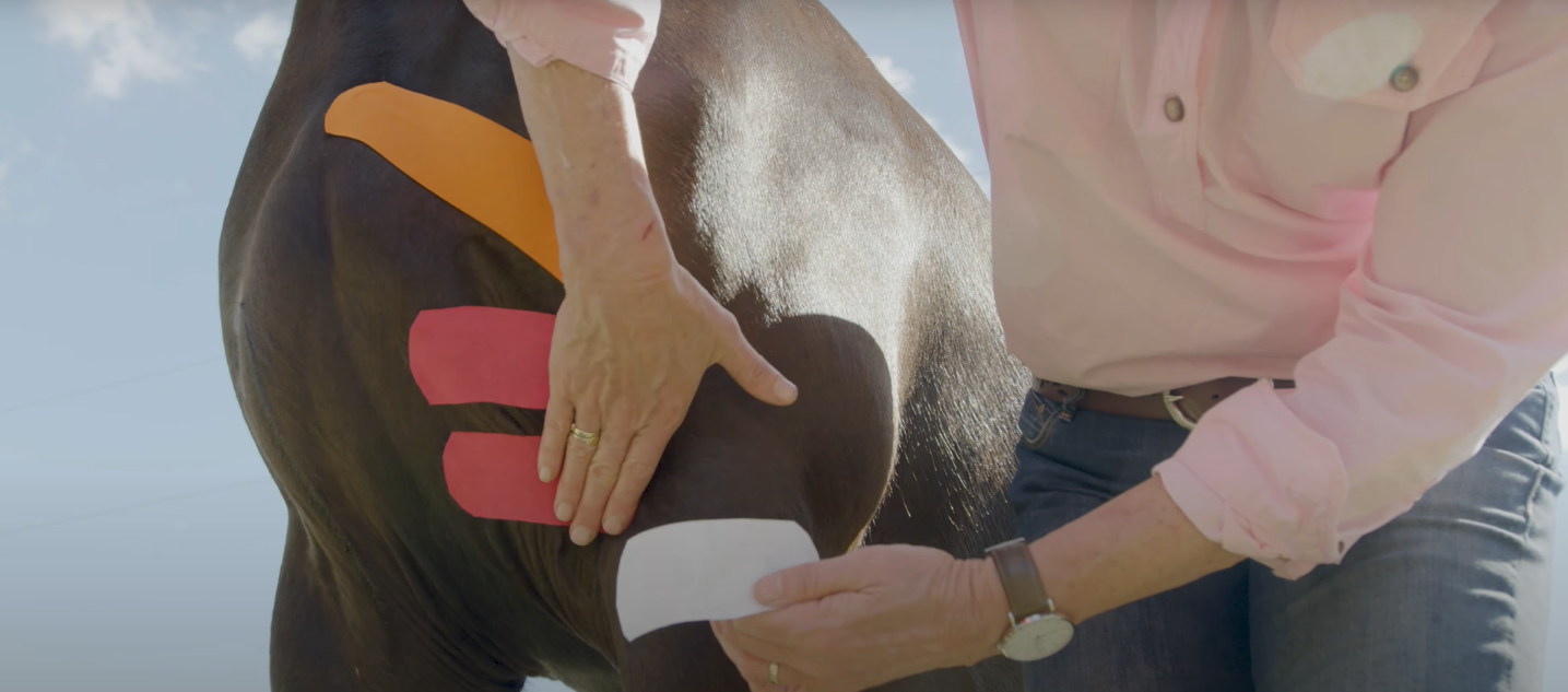 Equine Kinesiology Taping Course - Dr. Lesley Goff
